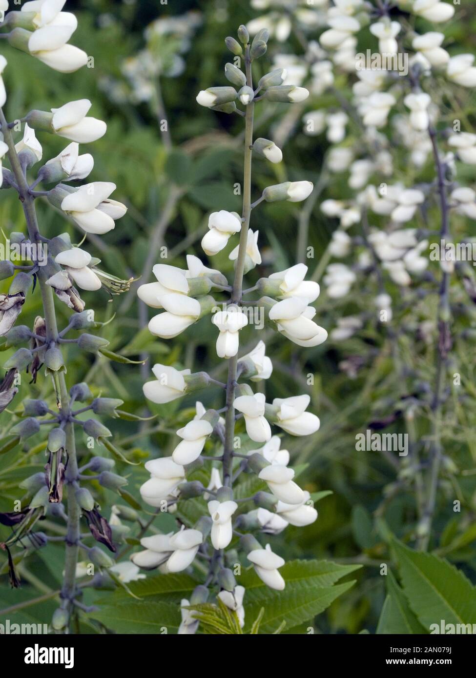 BAPTISIA AUSTRALIS ALBA Foto Stock