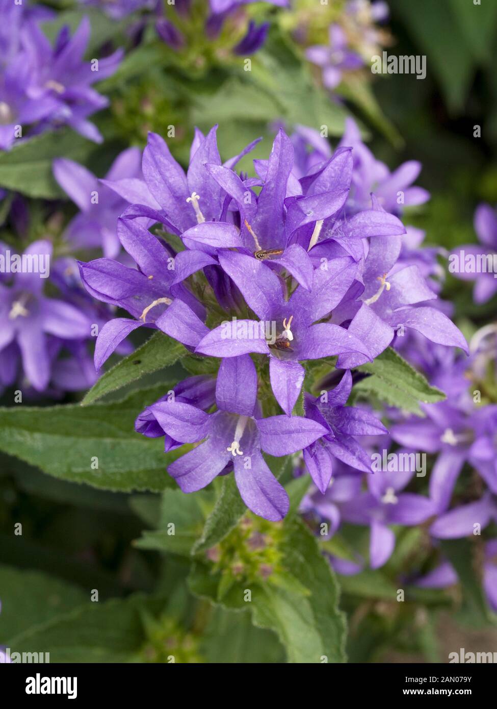 CAMPANULA GLOMERATA SUPERBA Foto Stock