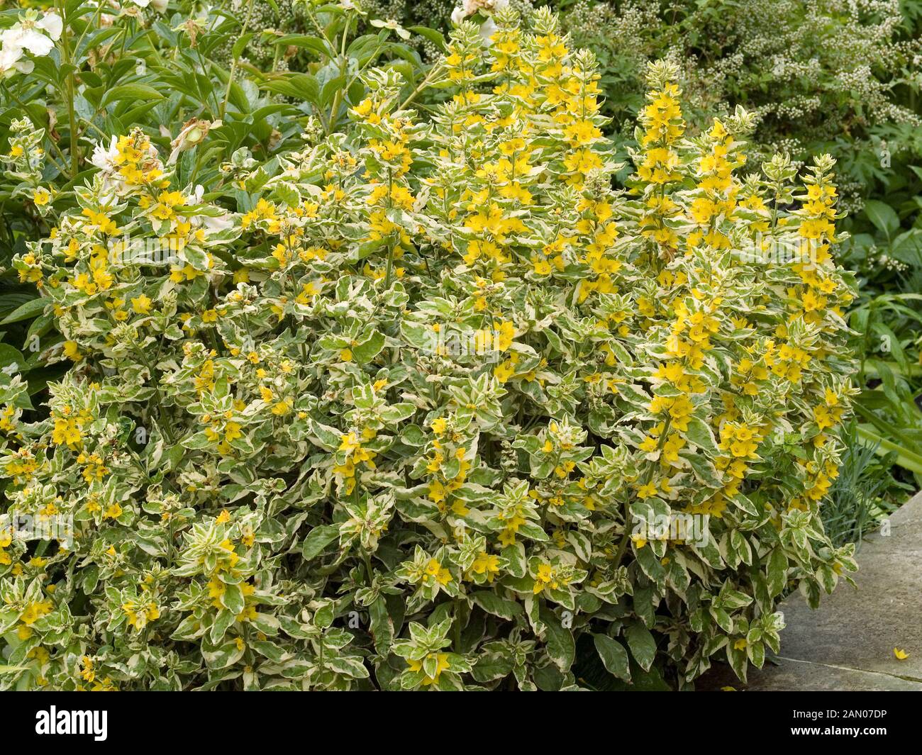 LYSIMACHIA PUNCTATA ALEXANDER Foto Stock