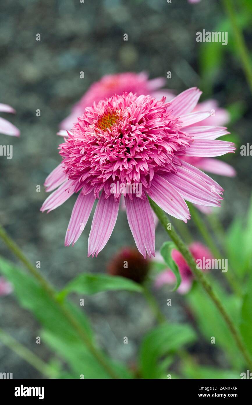 ECHINACEA rosa delizia doppia Foto Stock