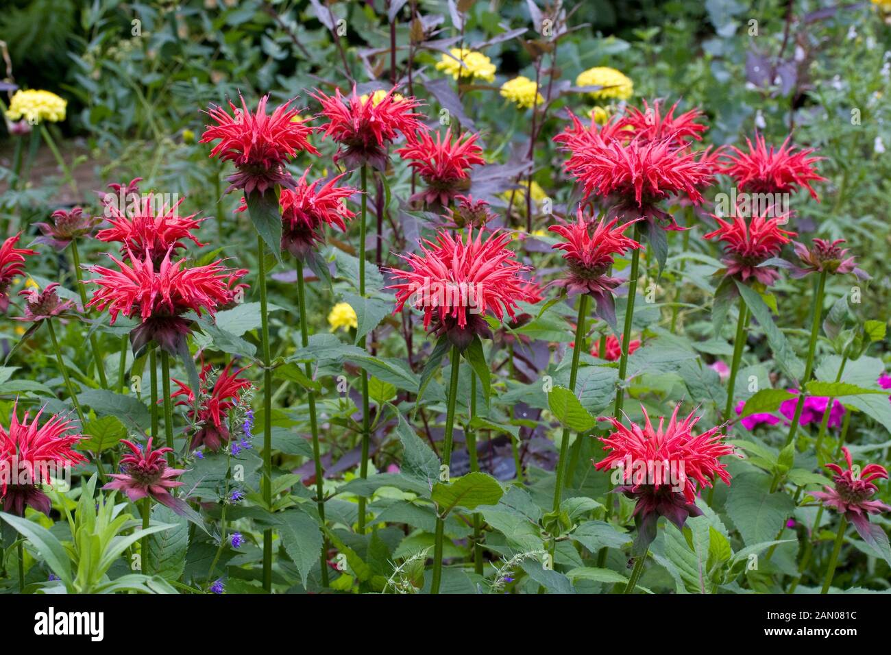 MONARDA DIDYMA 'CAMBRIDGE SCARLET' Foto Stock