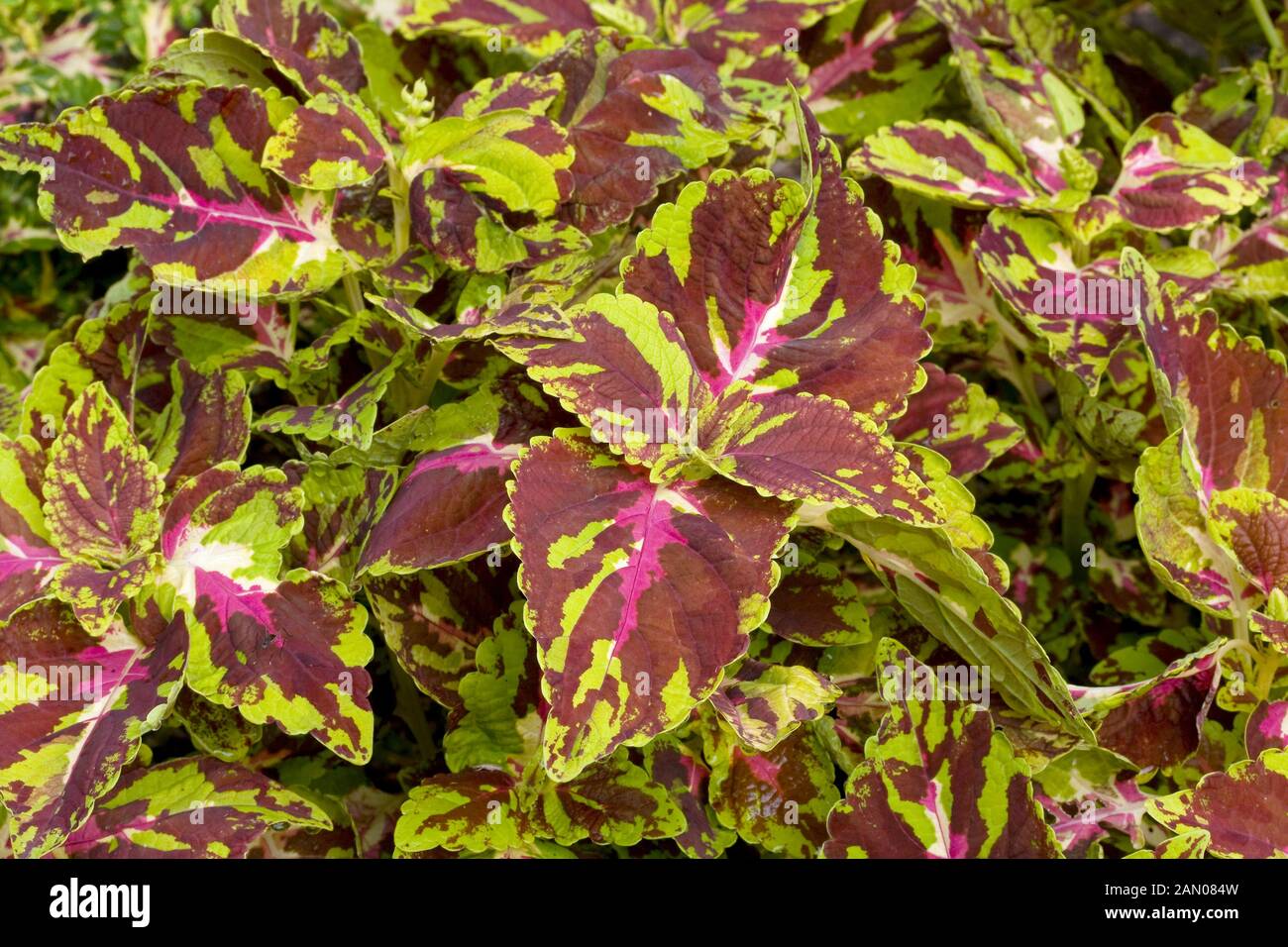 COLEUS splish splash Foto Stock