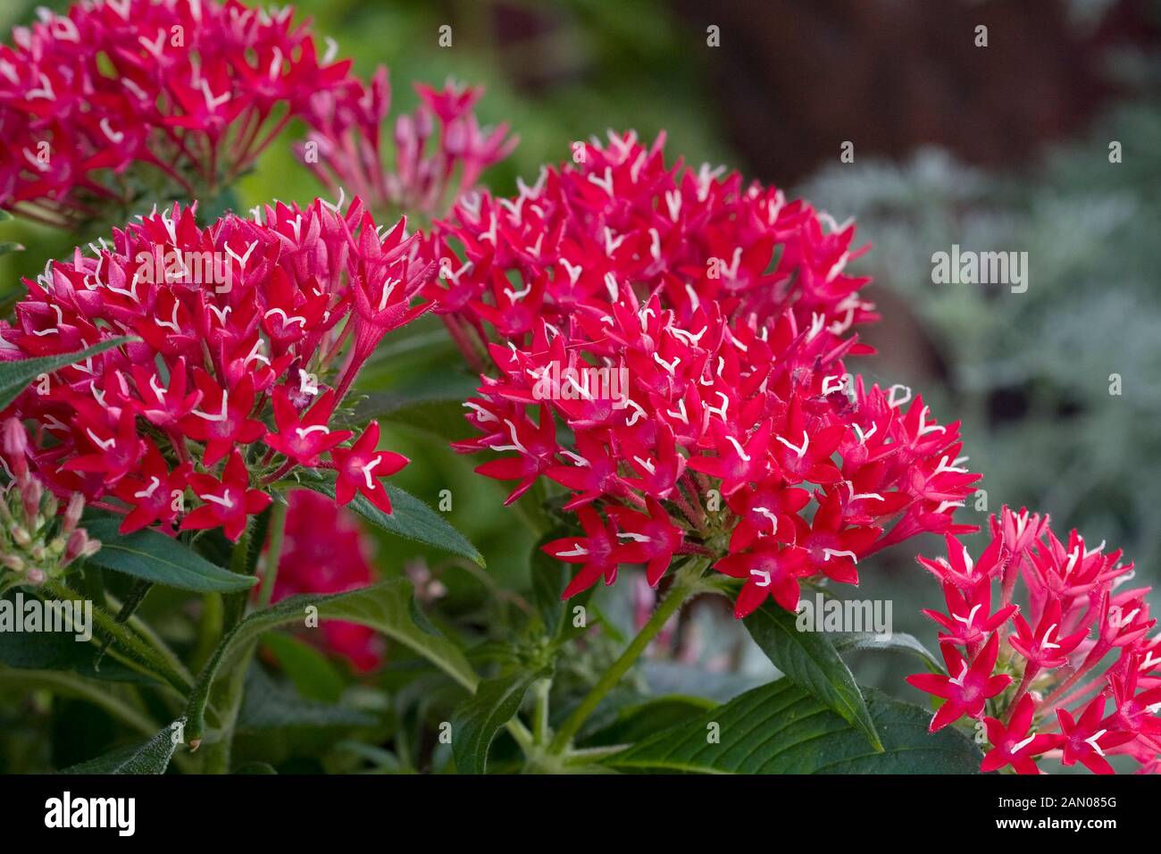 PENTAS LANCEOLATA GRAFFITI RED Foto Stock