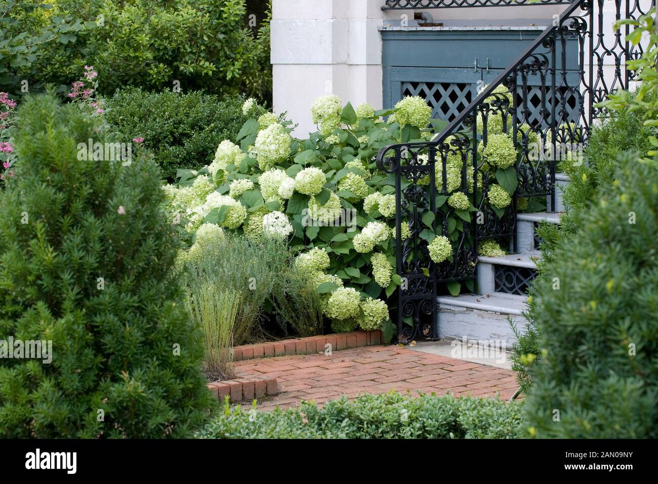 HYDRANGEA ARBORESCENS ANNABELLE Foto Stock