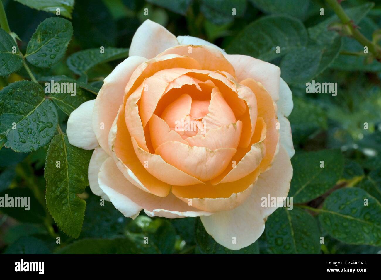 ROSA MEIBRINPAY ABBAYE DE CLUNY Foto Stock