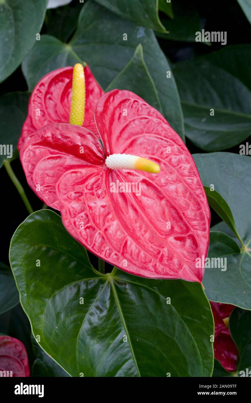 ANTHURIUM ANDRAEANUM Foto Stock