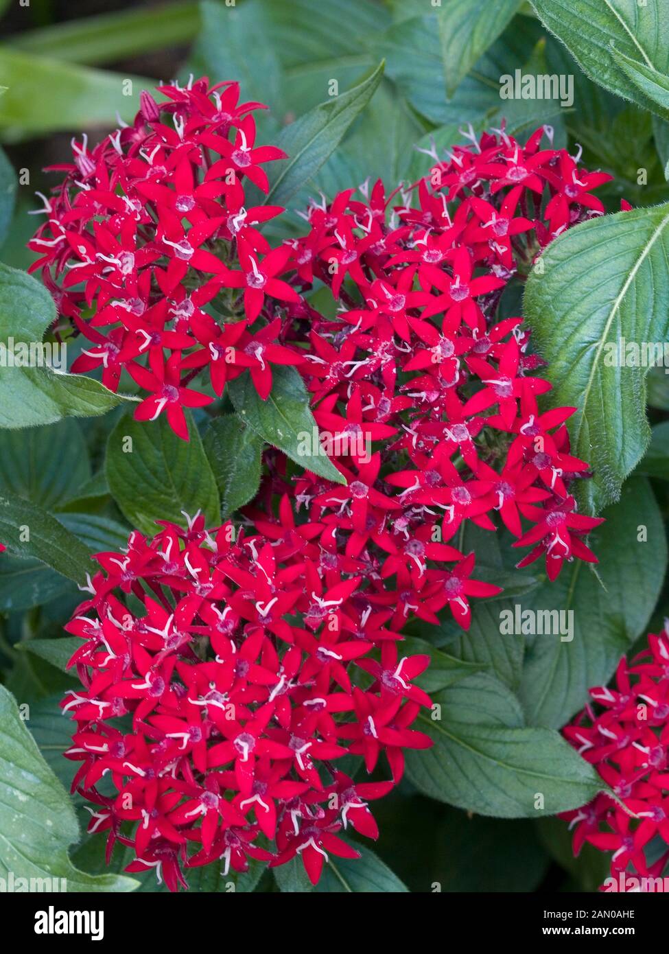 PENTAS LANCEOLATA NUOVO LOOK ROSSO Foto Stock