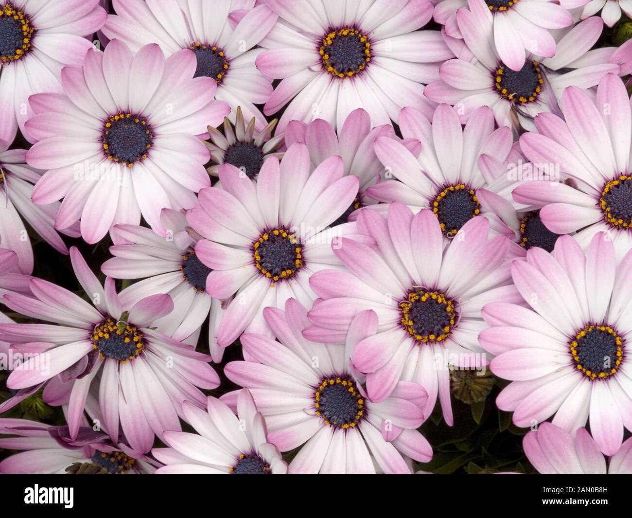 OSTEOSPERMUM lato mostra Foto Stock