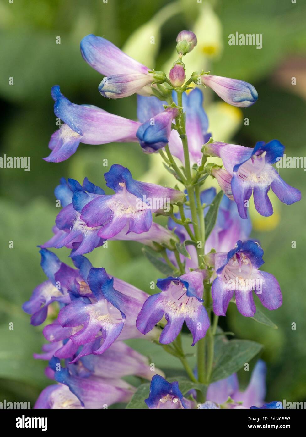 PENSTEMON BARBATUS PINACOLADA BLU Foto Stock