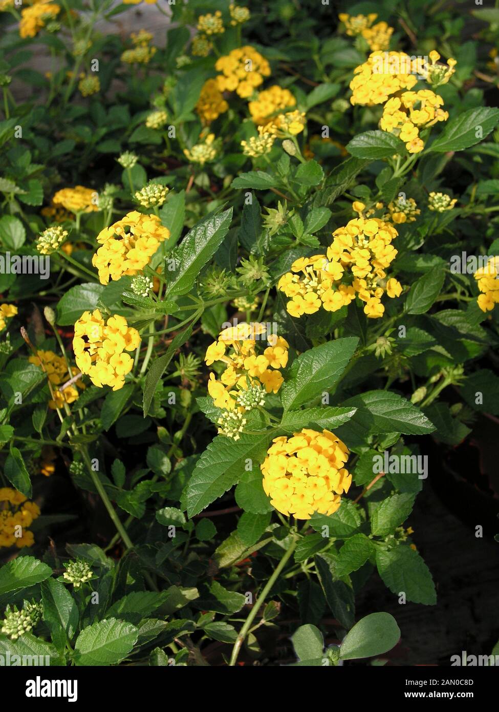 LANTANA NUOVO GOLD Foto Stock