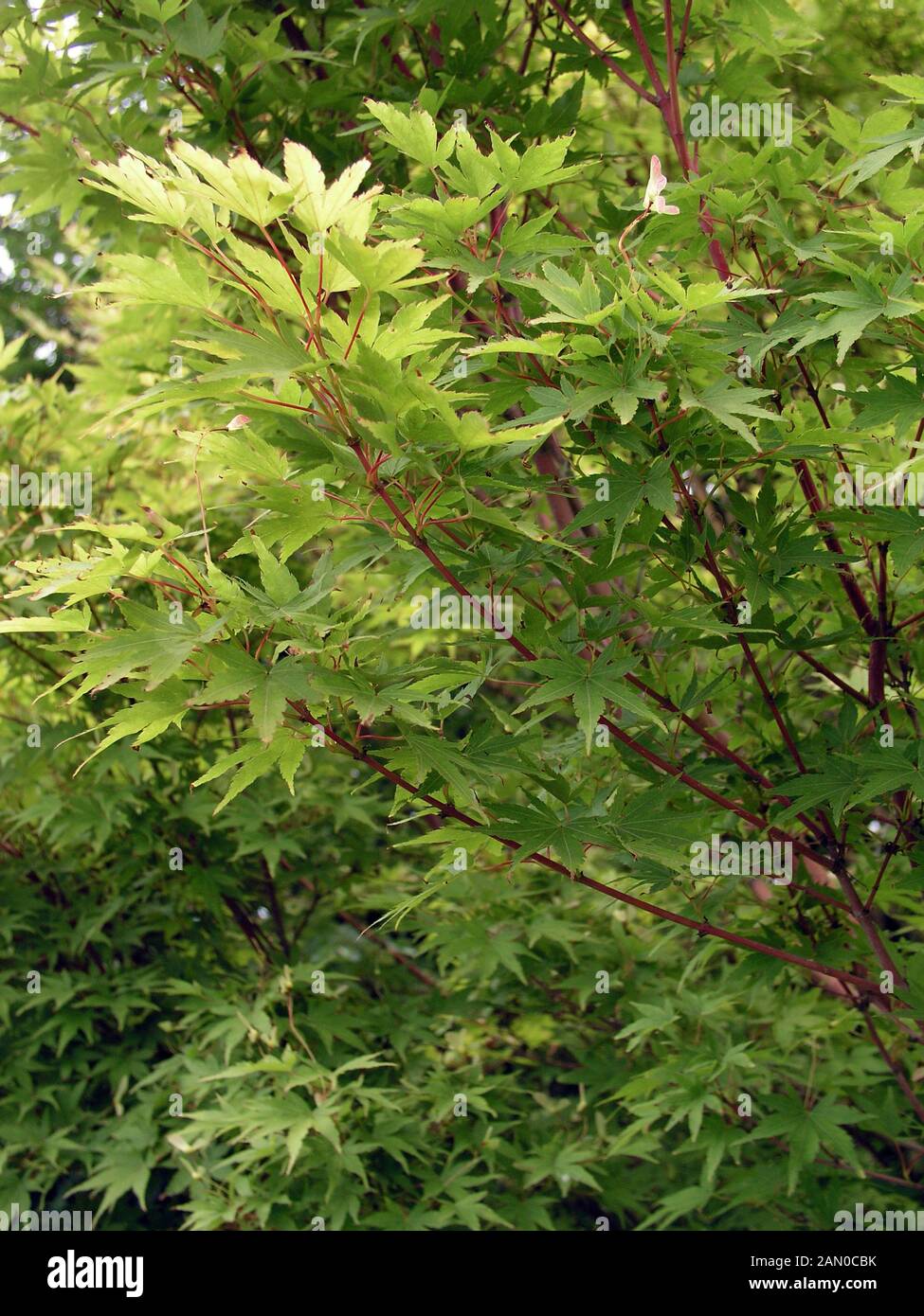 ACER PALMATUM " ANGOLA KAKU'' SYN. ACER PALMATUM 'SENKAKI'' CORAL CORTECCIA MAPLE Foto Stock