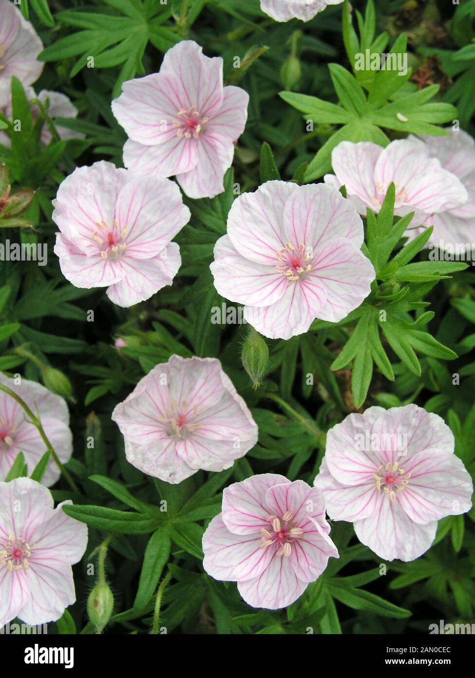 GERANIUM SANGUINEUM striato (CRANESBILL) Foto Stock