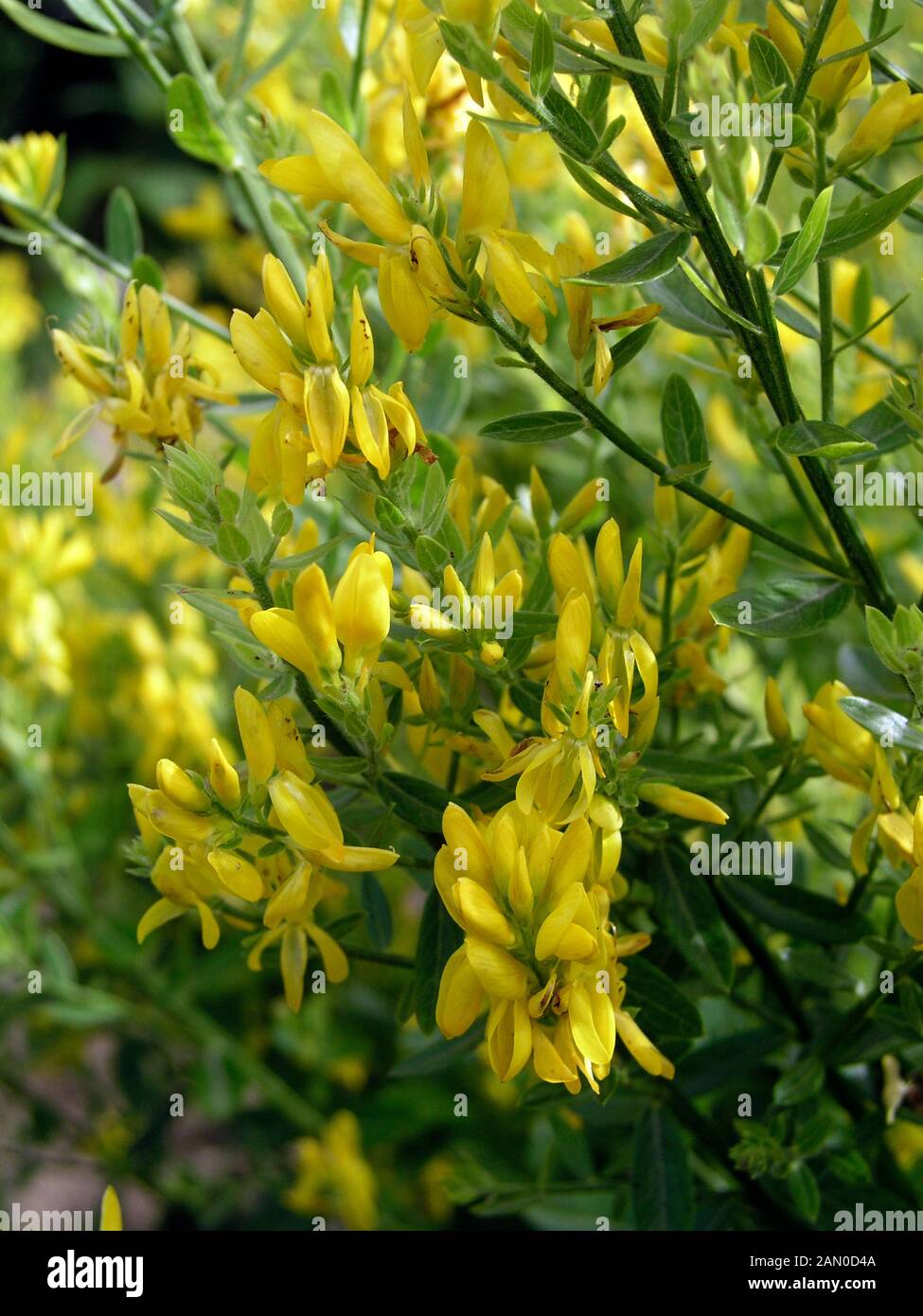 GENISTA TINCTORIA (DYER'S GREENWEED) Foto Stock