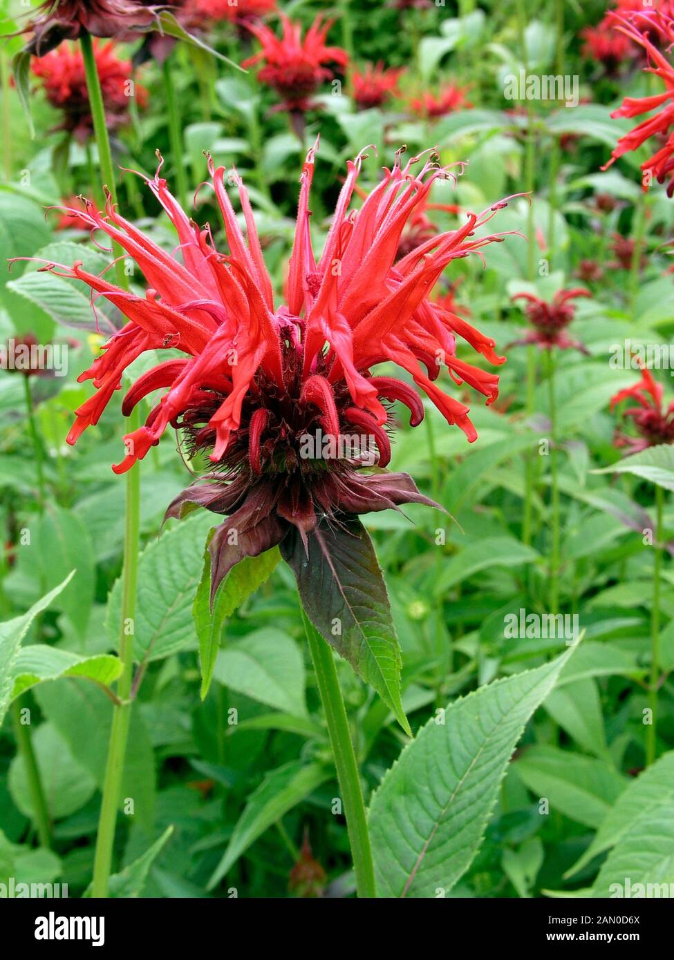 MONARDA DIDYMA CAMBRIDGE SCARLET Foto Stock