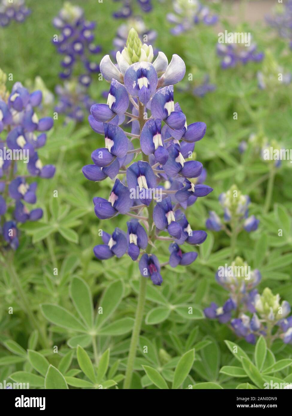 LUPINUS TEXENSIS TEXAS BLUEBONNET Foto Stock