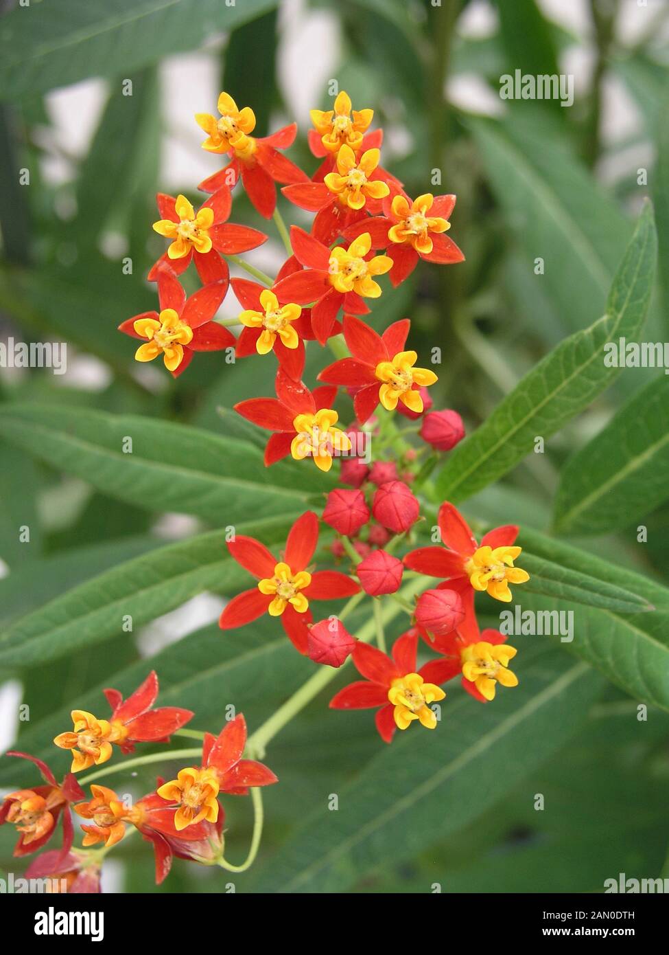 ASCLEPIAS CURRASSAVICA Foto Stock