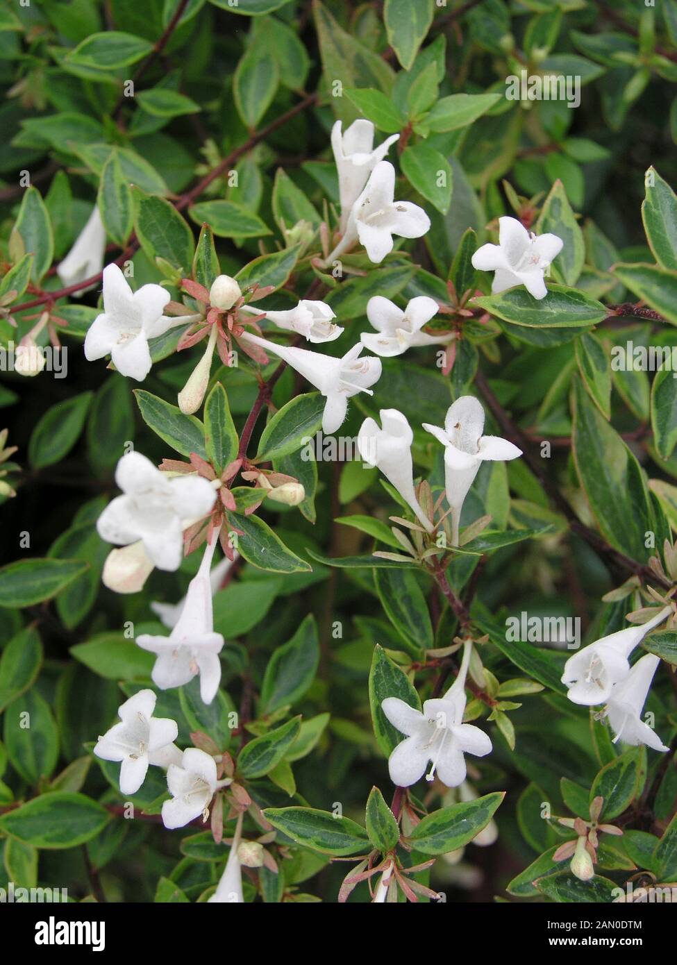 ABELIA GRANDIFLORA polvere d oro Foto Stock