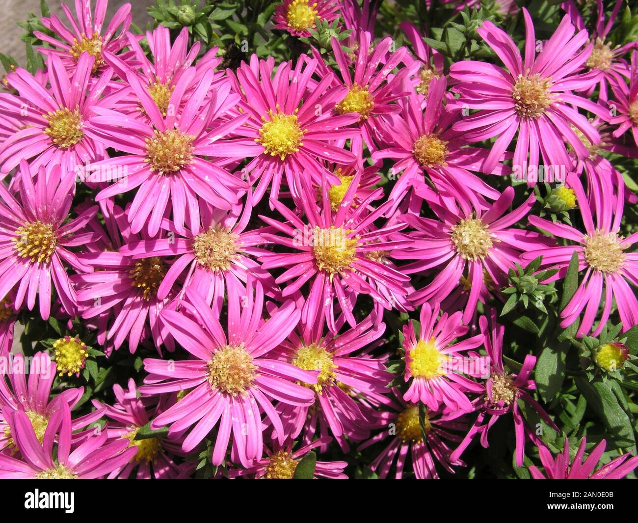 ASTER novi-belgii JENNY Foto Stock