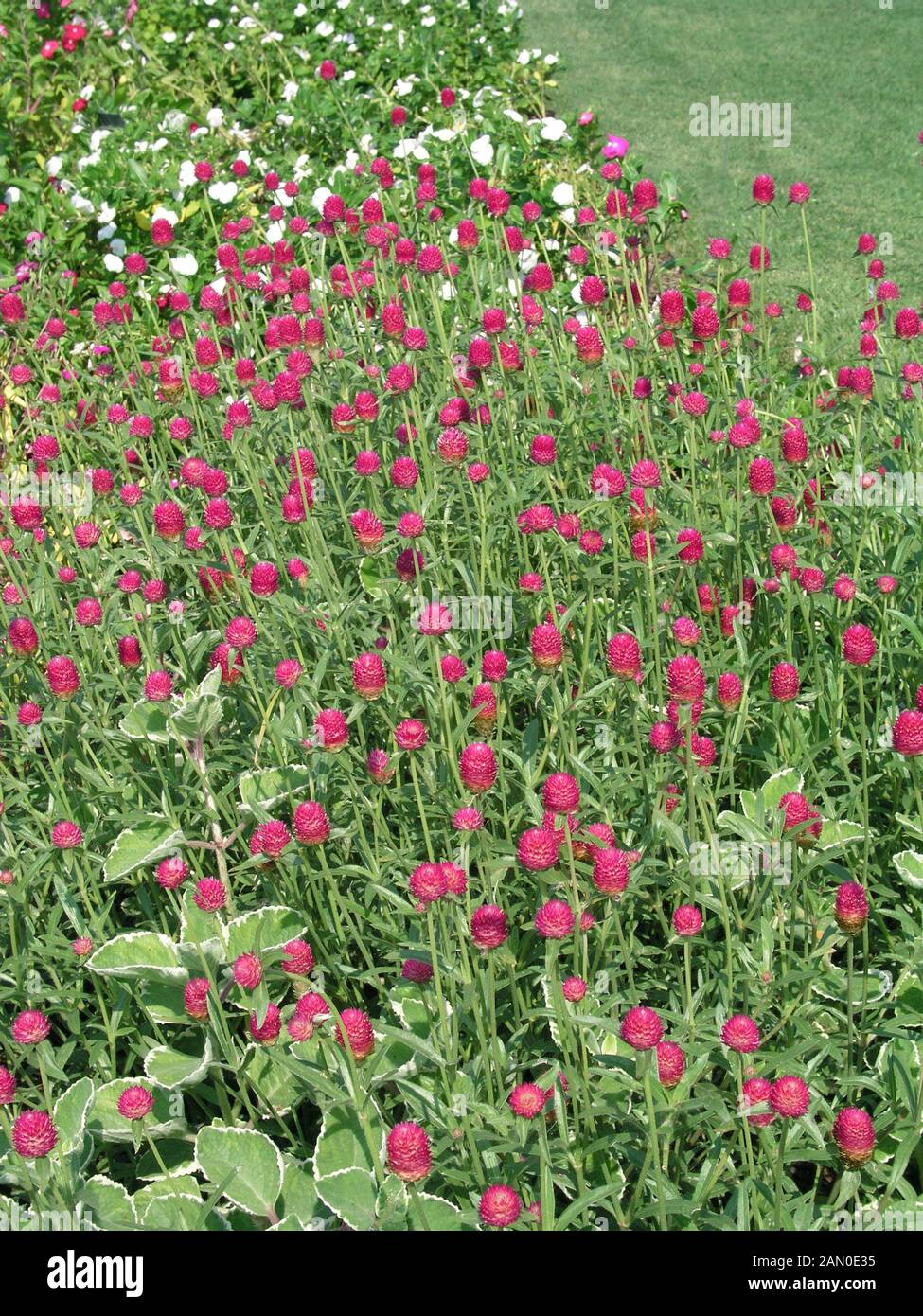 GOMPHRENA GLOBOSA OJOS CARMINE Foto Stock