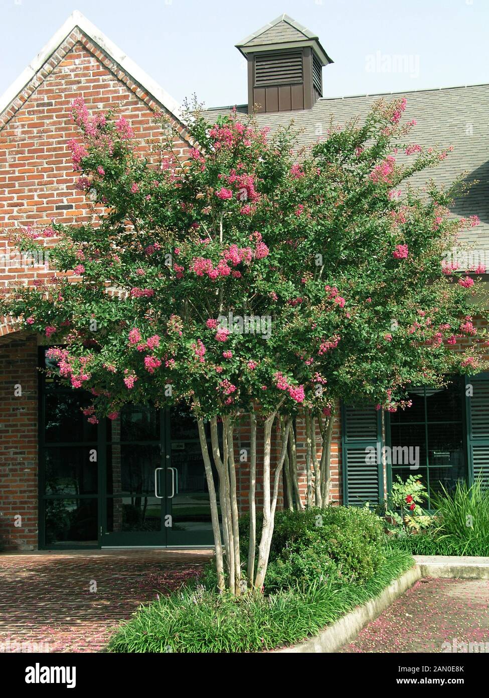 LAGERSTROEMIA INDICA Foto Stock