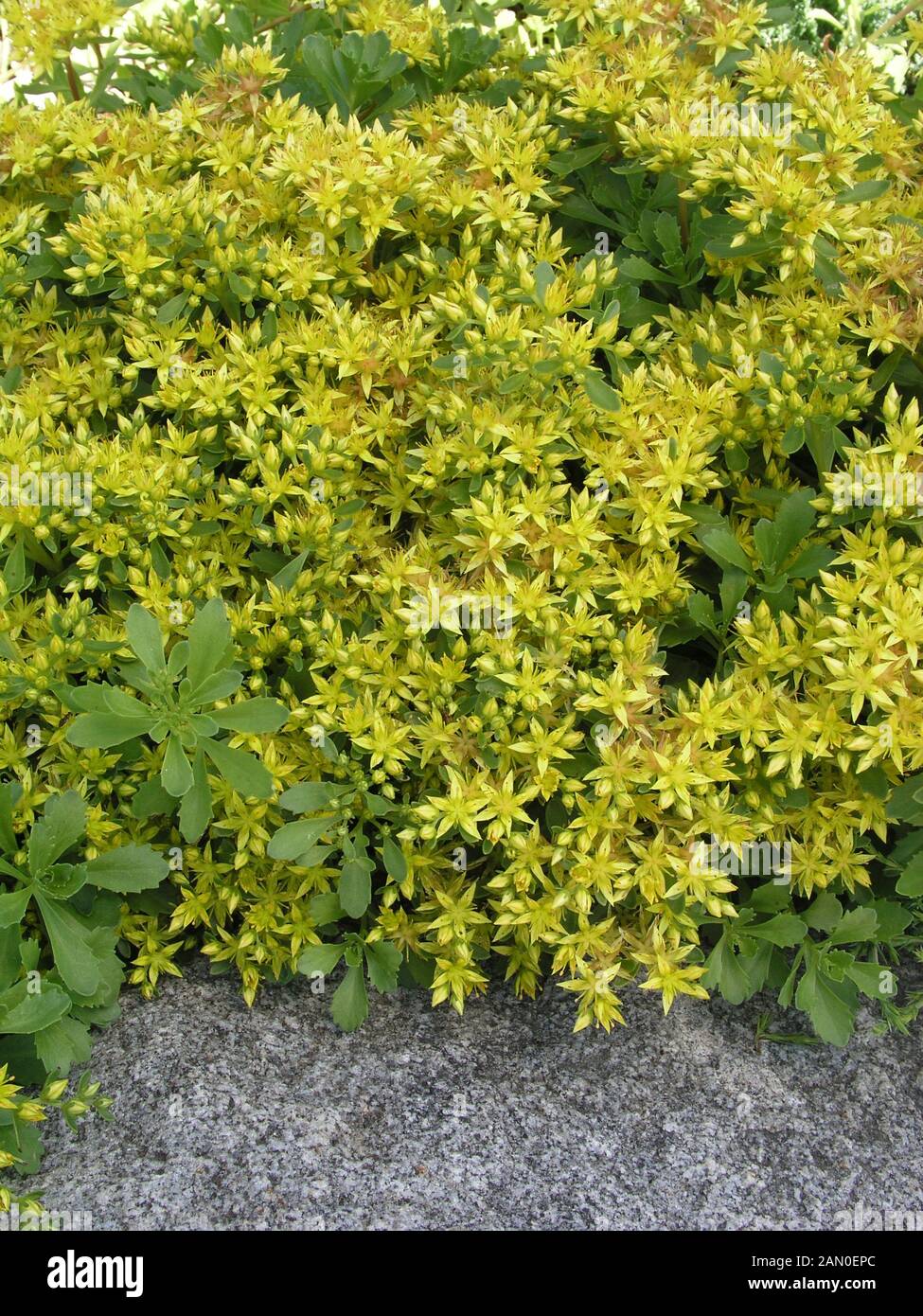 SEDUM KAMTSCHATICUM Foto Stock