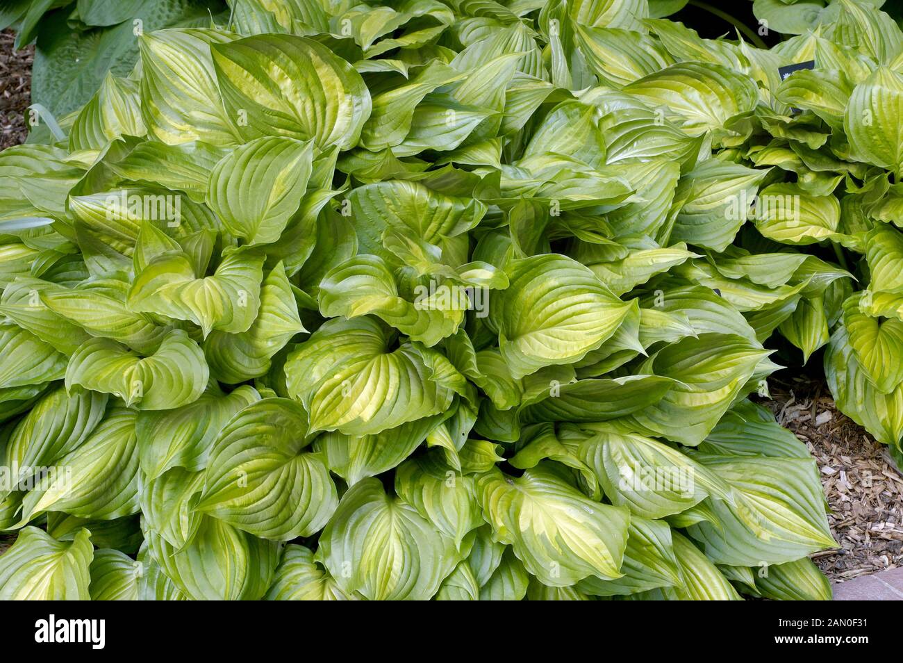 HOSTA VENTRICOSA AUREOMACULATA Foto Stock