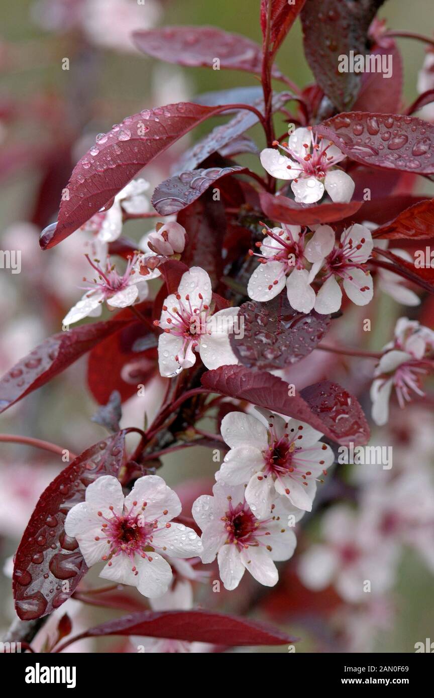 Pesco ornamentale immagini e fotografie stock ad alta risoluzione - Alamy