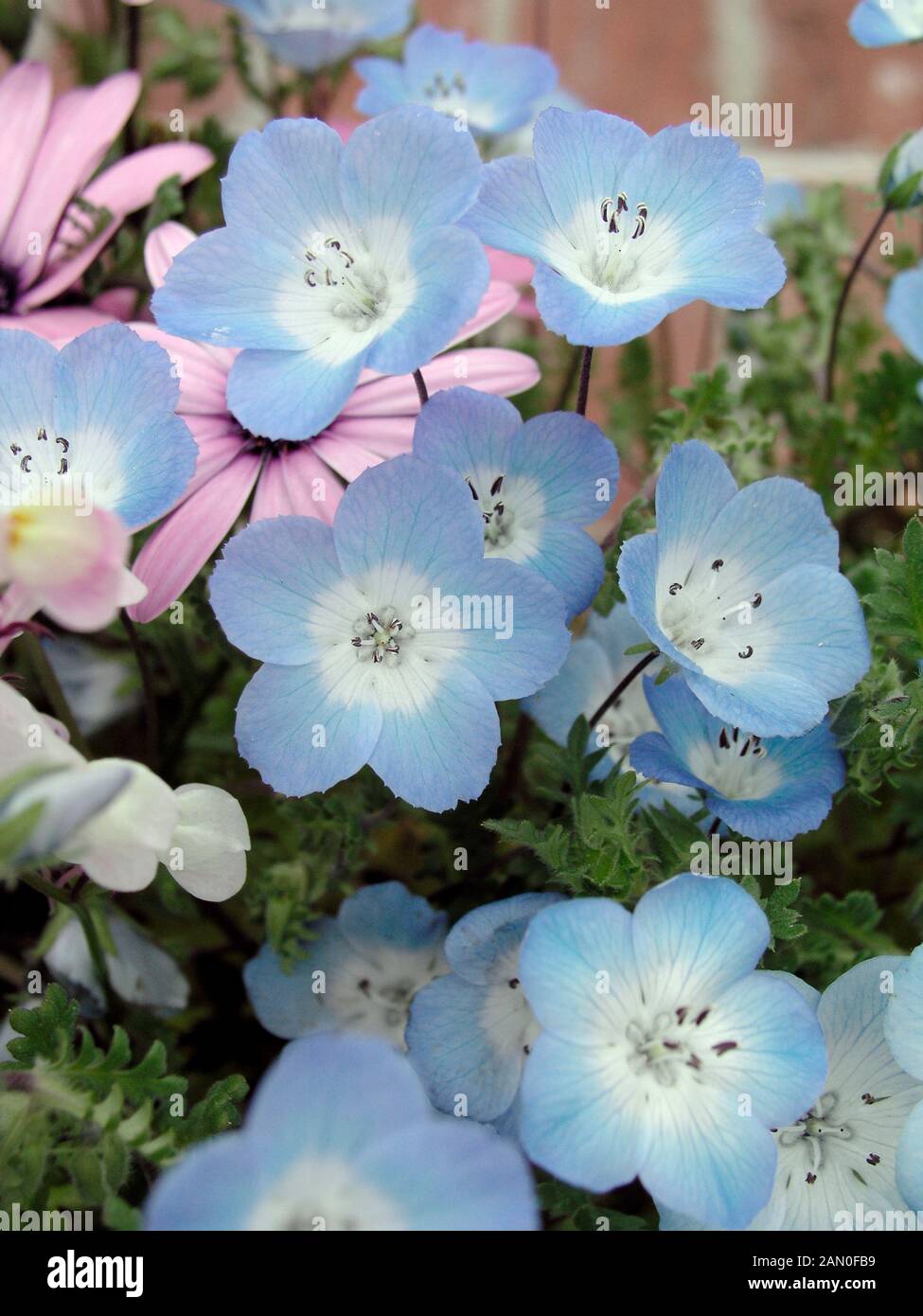 NEMOPHILA MENZIESII Foto Stock