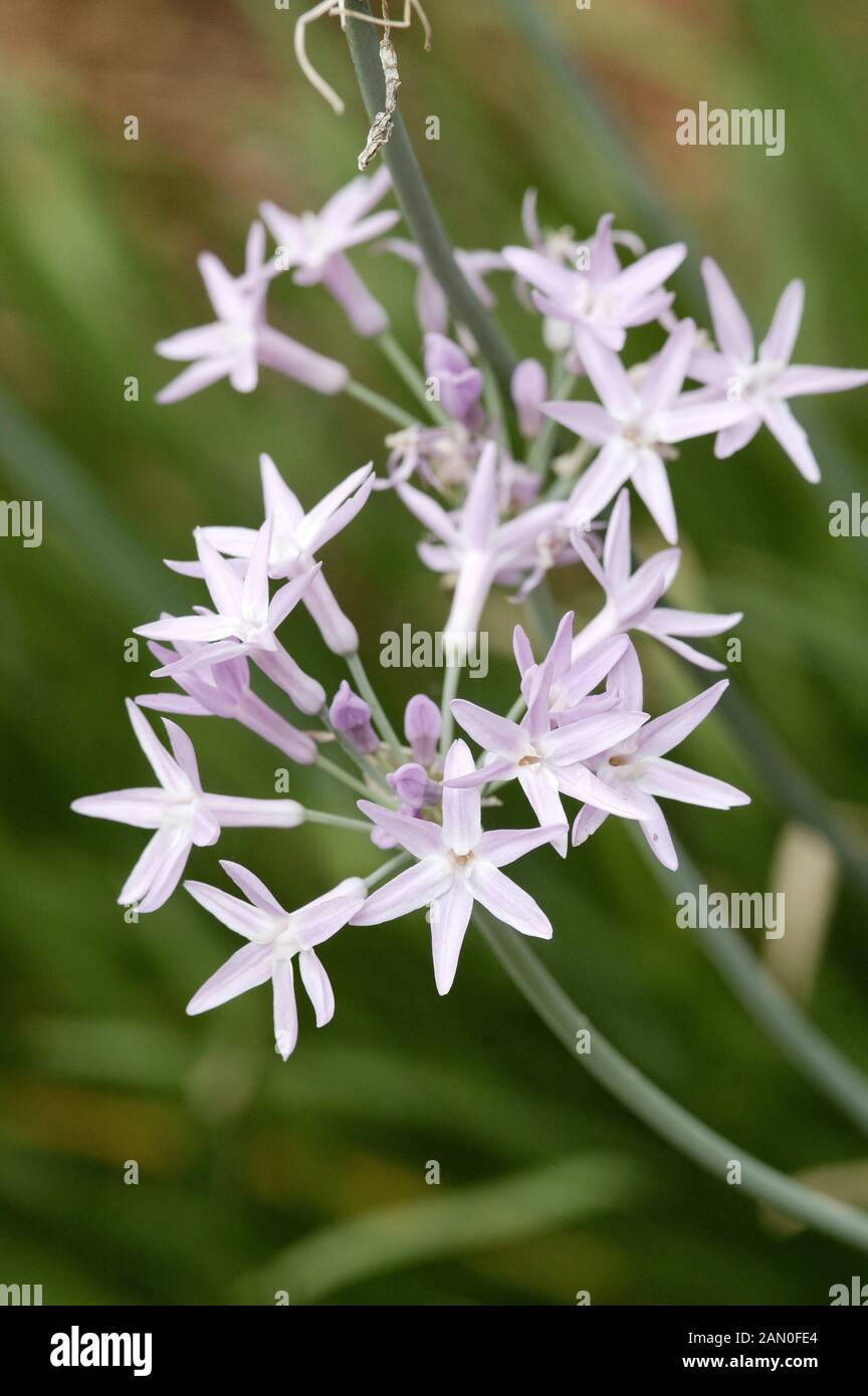 TULBAGHIA VIOLACEA Foto Stock