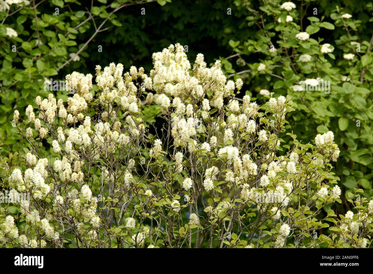 FOTHERGILLA GARDENII Foto Stock