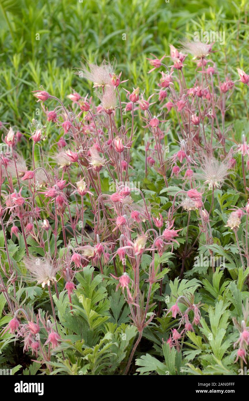 GEUM TRIFLORUM Foto Stock