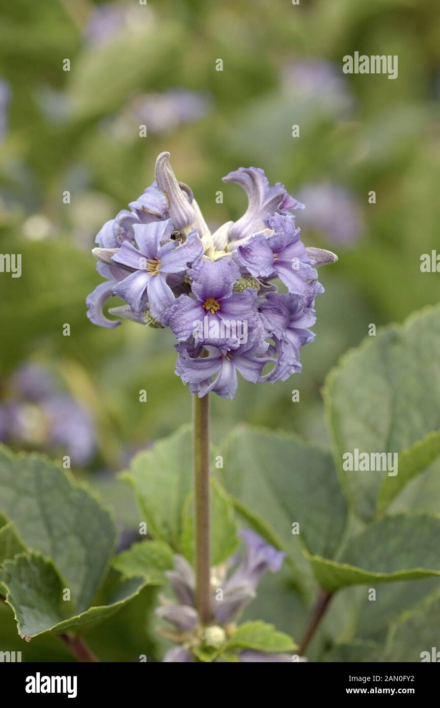 CLEMATIS HERACLEIFOLIA DAVIDIANA giacinto blu Foto Stock