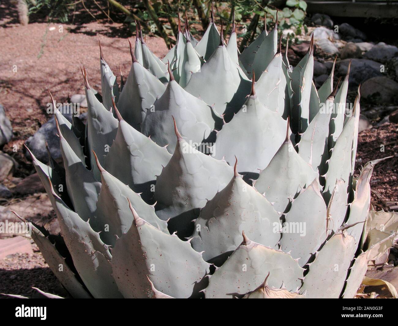 AGAVE PARRYI Foto Stock