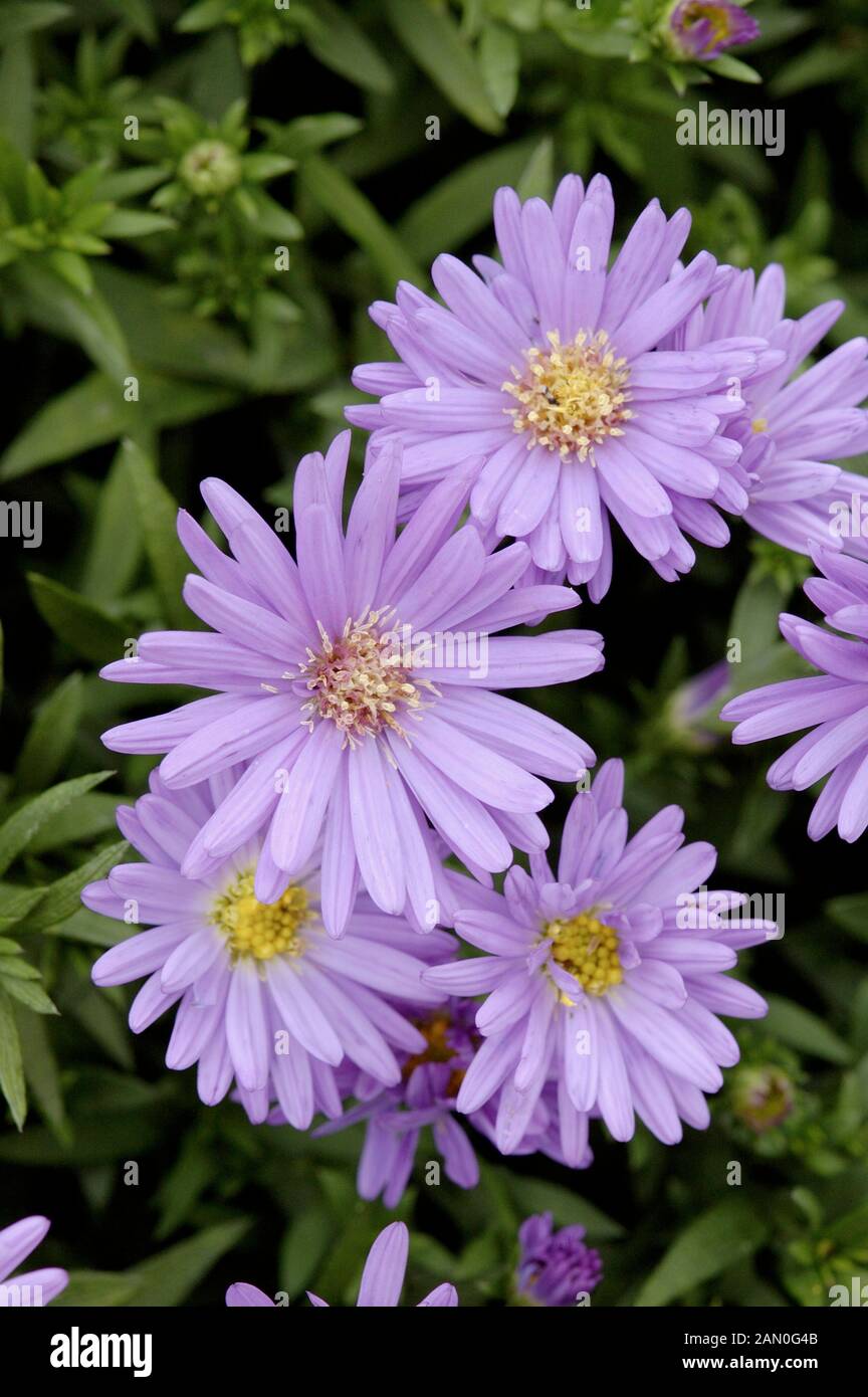 ASTER DUMOSUS SAPPHIRE Foto Stock