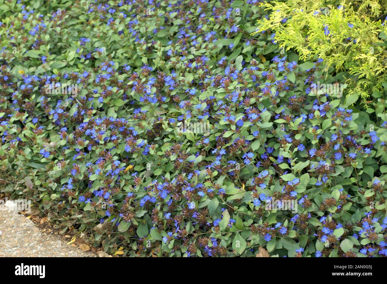 CERATOSTIGMA PLUMBAGINOIDES Foto Stock