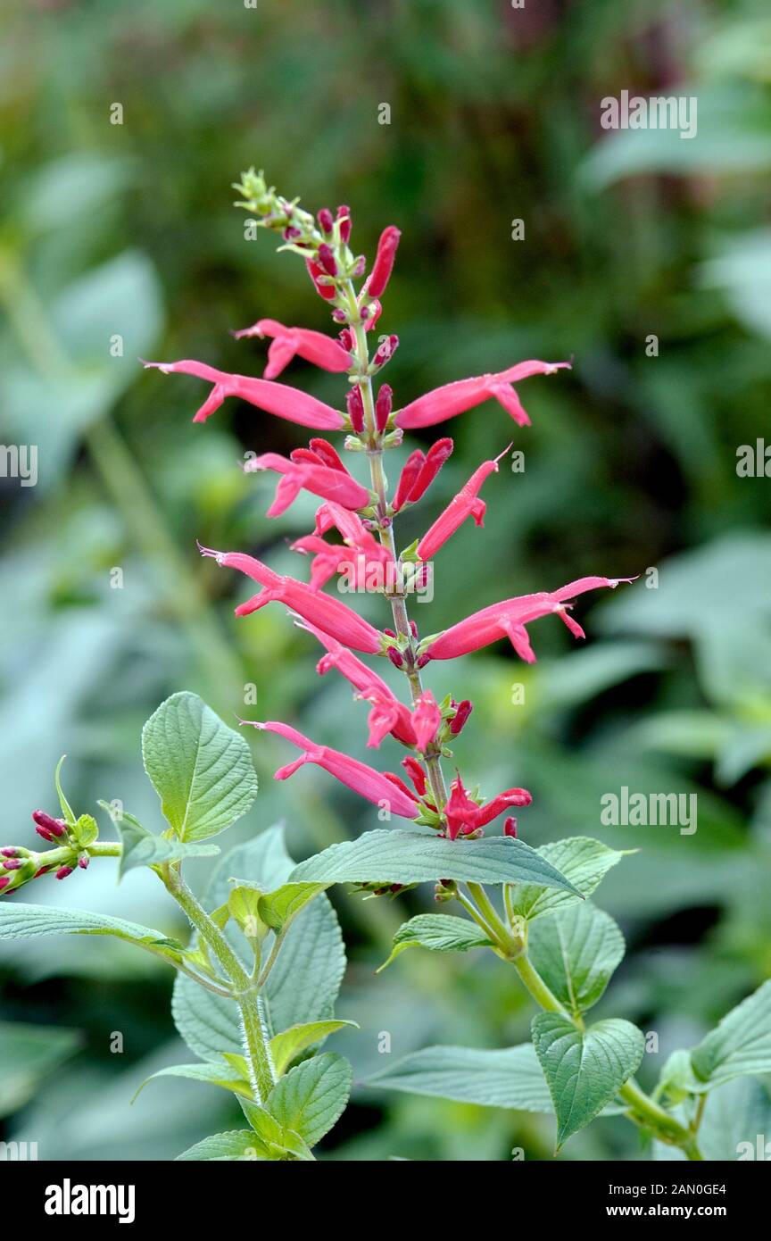 SALVIA ELEGANS Foto Stock