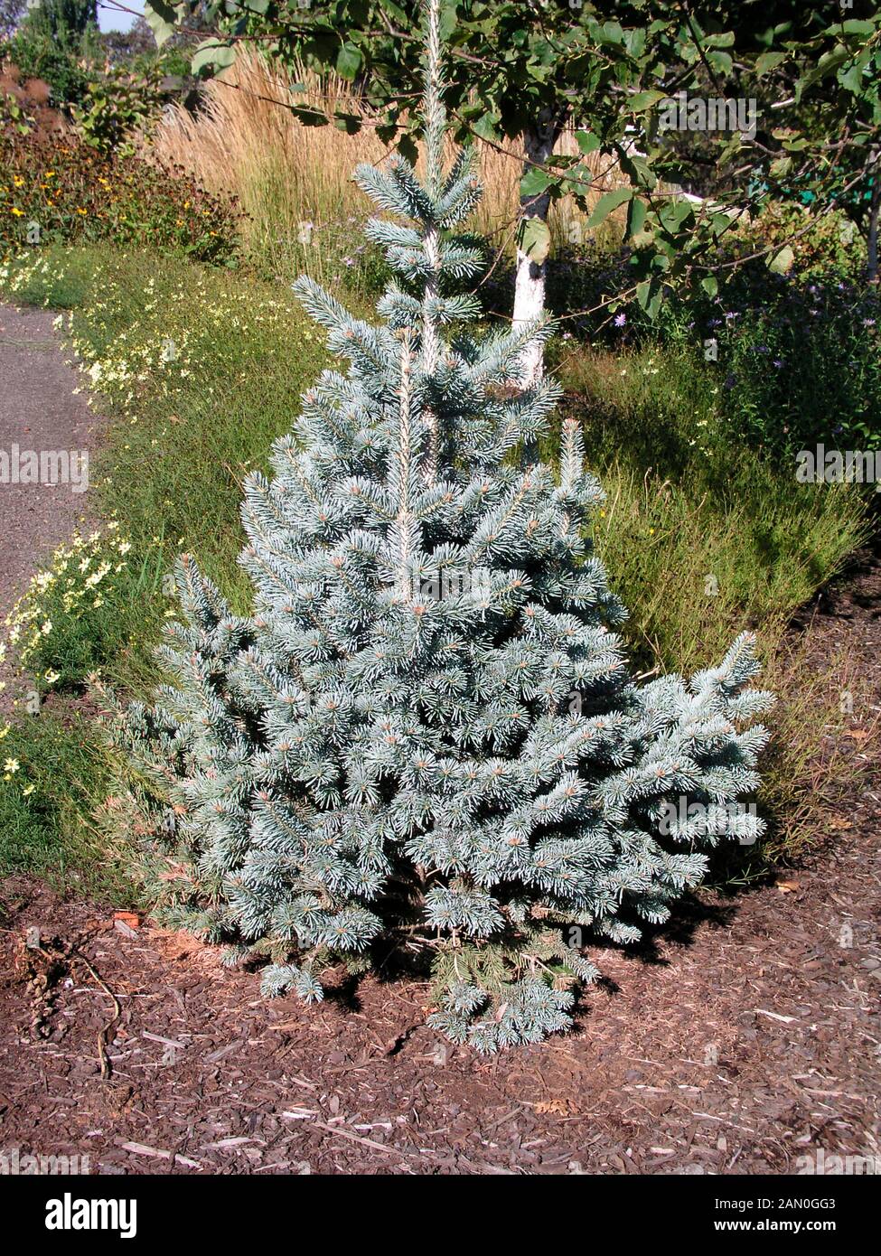 ABIES LASIOCARPA ARIZONICA NANA Foto Stock