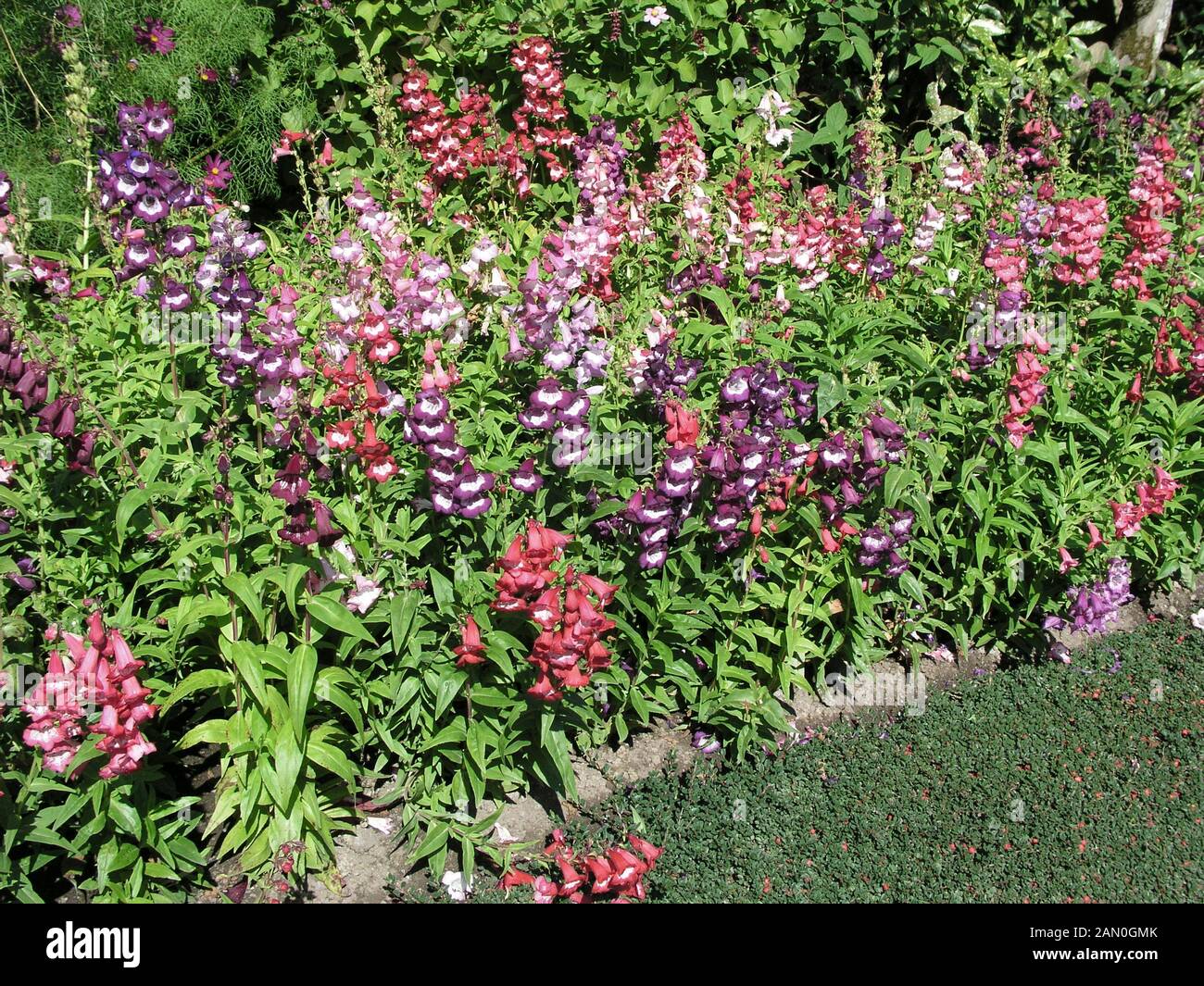 PENSTEMON BARBATUS MIX Foto Stock