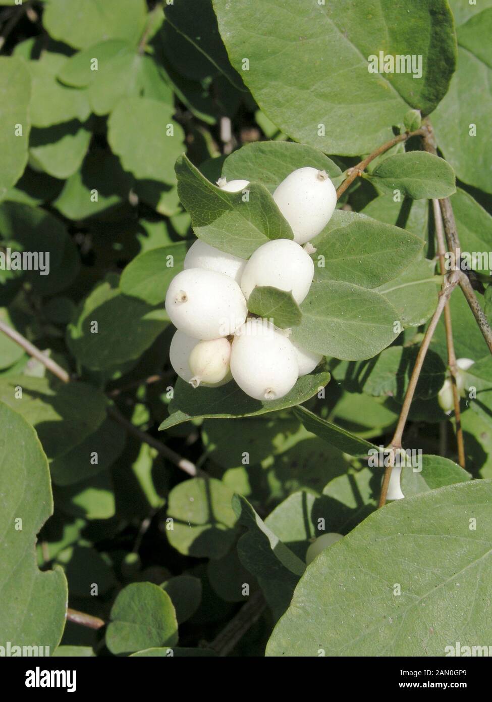 SYMPHORICARPOS ALBUS Foto Stock