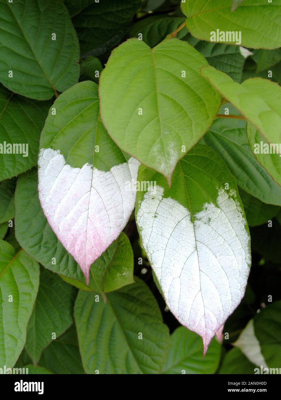 ACTINIDIA ARGUTA Foto Stock