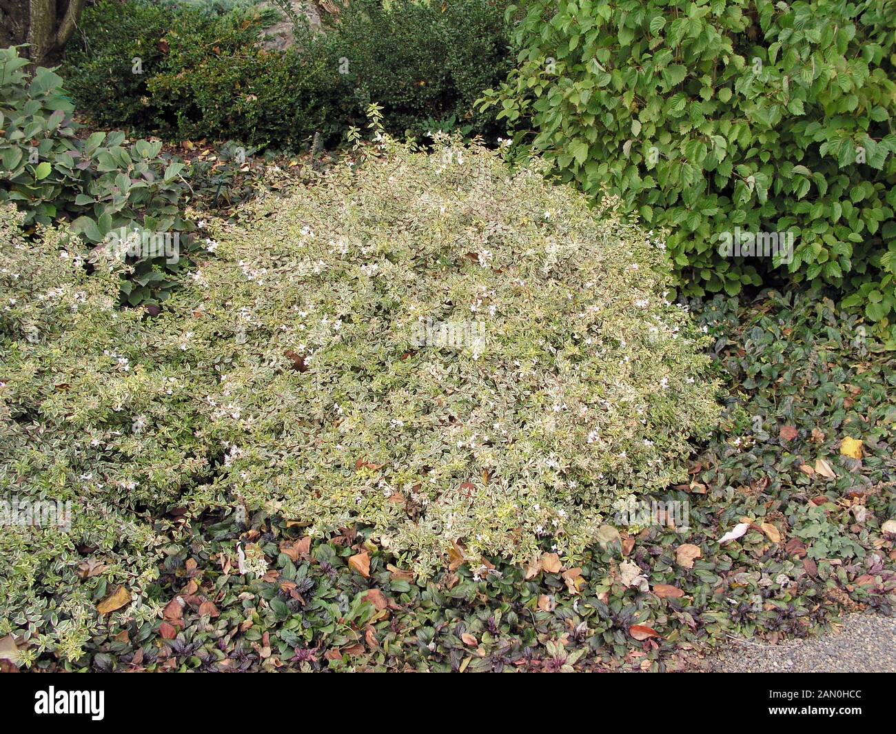 ABELIA GRANDIFLORA SUNRISE Foto Stock