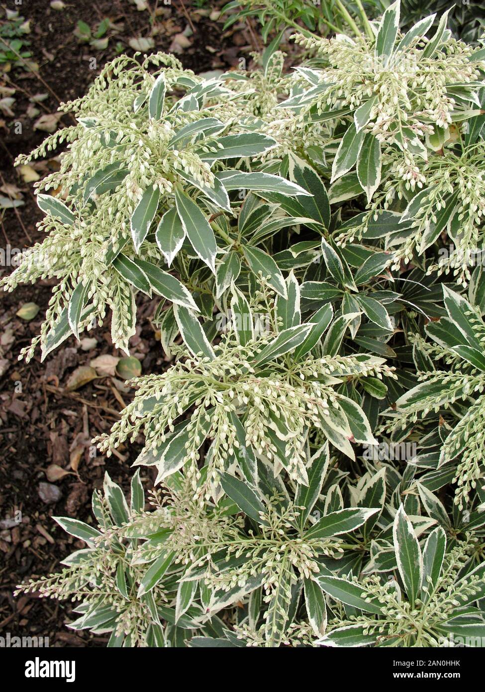 Sarcococca JAPONICA FLAMING SILVER Foto Stock