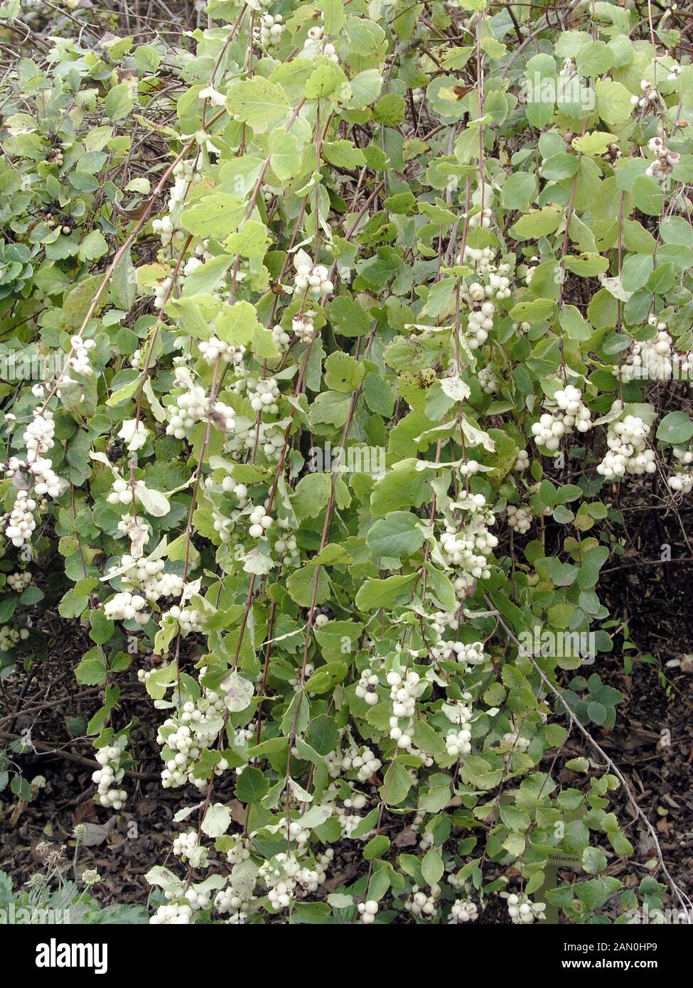 SYMPHORICARPOS ALBUS Foto Stock