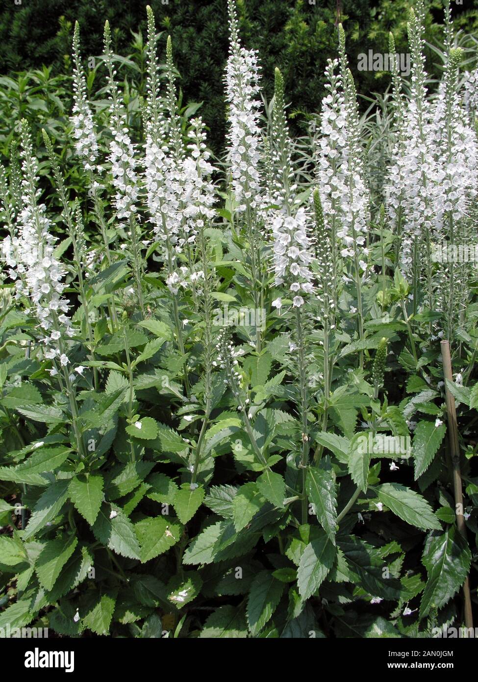 VERONICA SPICATA GHIACCIOLI BIANCO Foto Stock