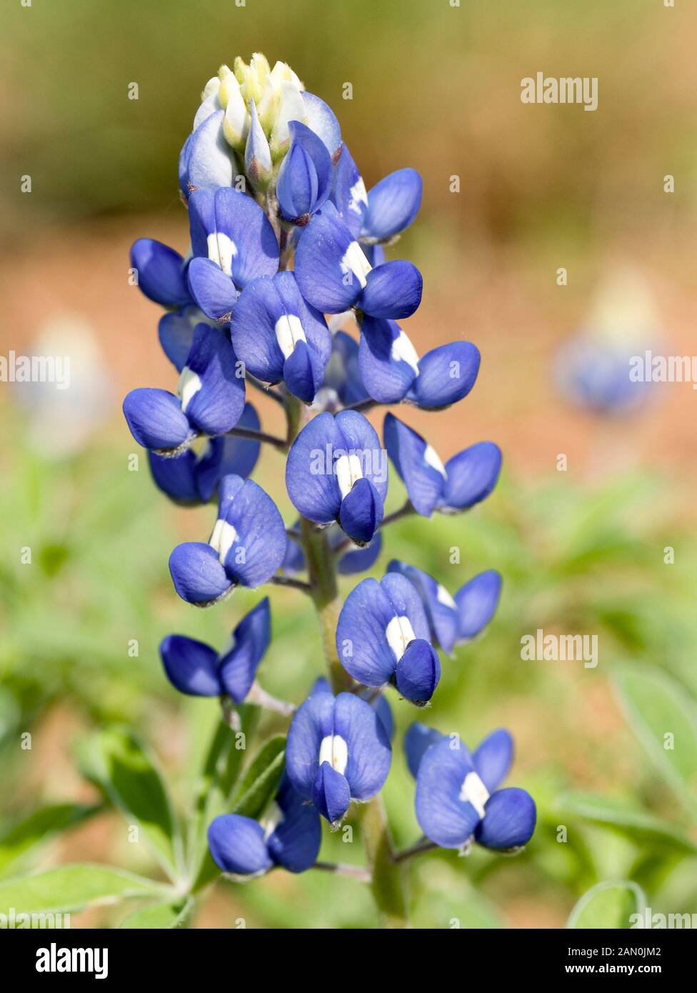 LUPINUS TEXENSIS TEXAS BLUEBONNET Foto Stock