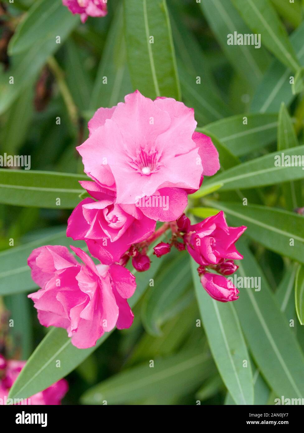 NERIUM OLEANDER rosa doppia Foto Stock