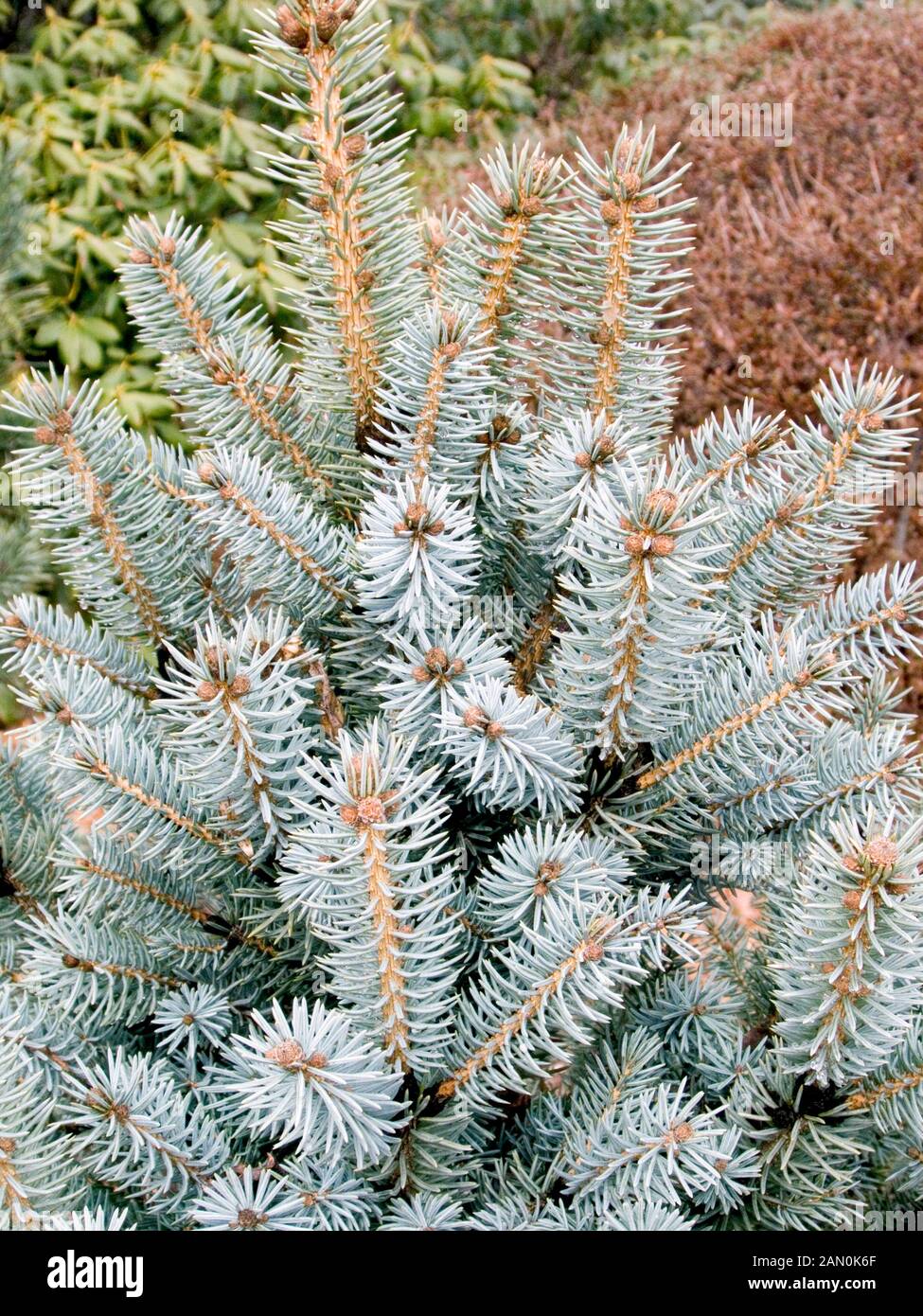 PICEA PUNGENS ''CORBET'' (COLORADO abete) Foto Stock