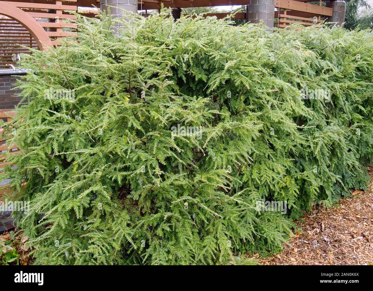 TSUGA CANADENSIS HEDGE (Canadian HEMLOCK) Foto Stock