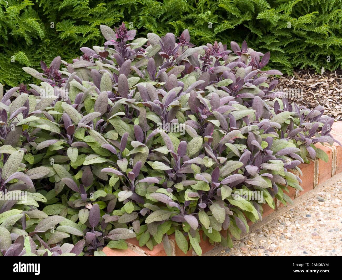 La Salvia officinalis PURPUREA Foto Stock