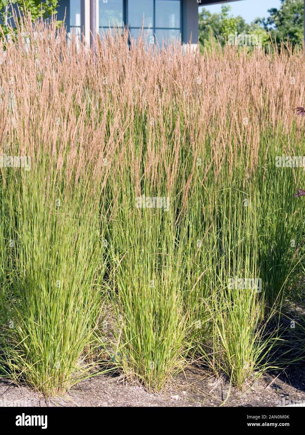 CALAMAGROSTIS ACUTIFLORA STRICTA Foto Stock